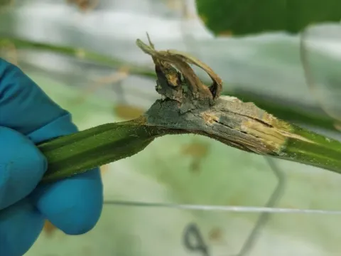 Diaporthe rot of cucurbits