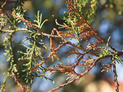 Didymascella thujina