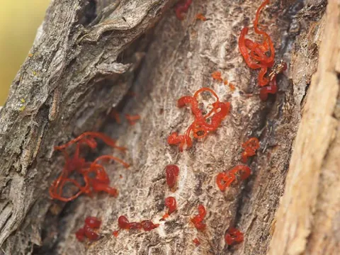 Cytospora canker