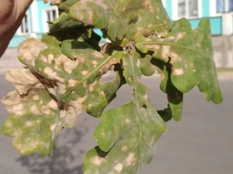 Дискула умбринелла