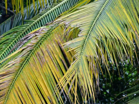 Coconut leaf spot
