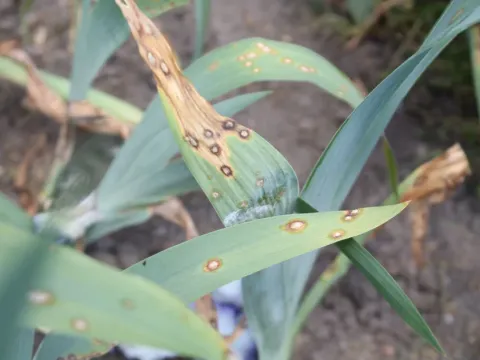 Iris leaf spot