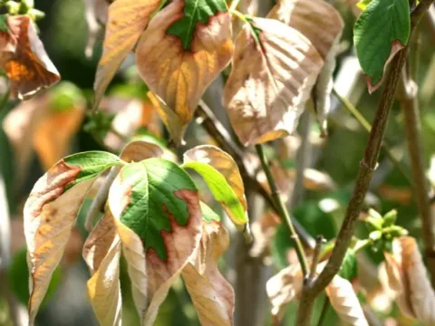 Dogwood anthracnose