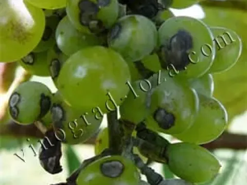 Grape anthracnose