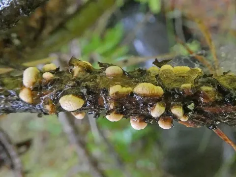 Pine blister rust