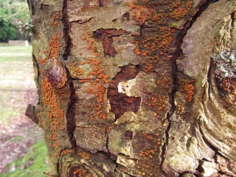 Эндотиоз каштана