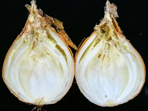 Pantoea ananatis