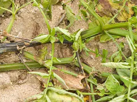 Potato blackleg