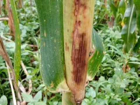 Bacterial stalk rot of maize