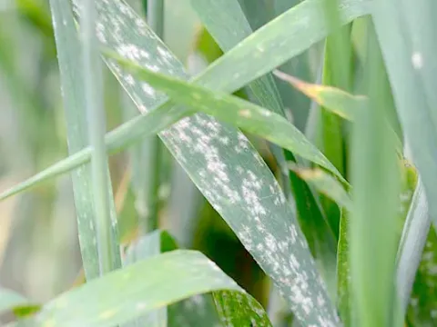 Powdery mildew of cereals