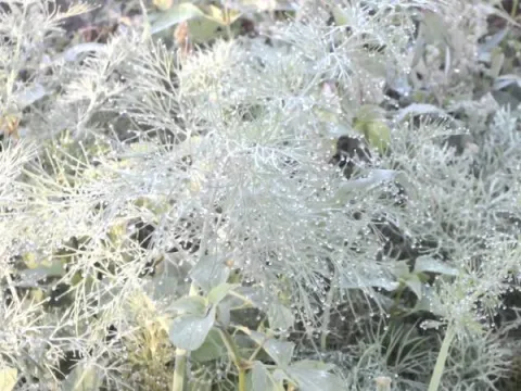 Powdery mildew of Apiaceae