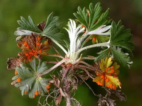 Potentilla rust
