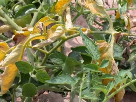 Fusarium wilt
