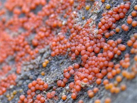 Диалонектрия эпиферия