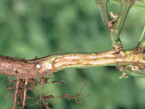 Fusarium wilt
