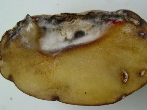 Fusarium dry rot of potato