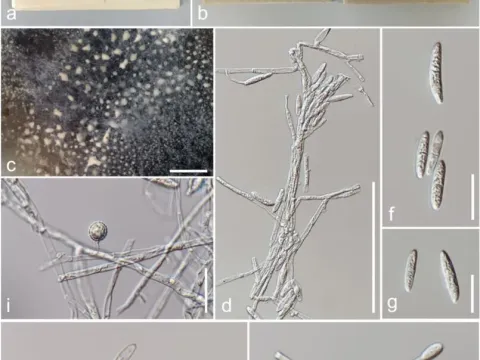 Fusarium wilt