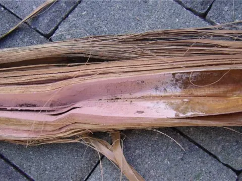 Gliocladium rot