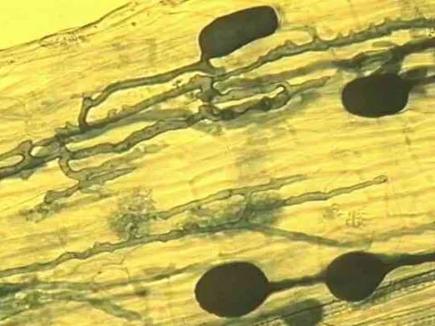 Glomus