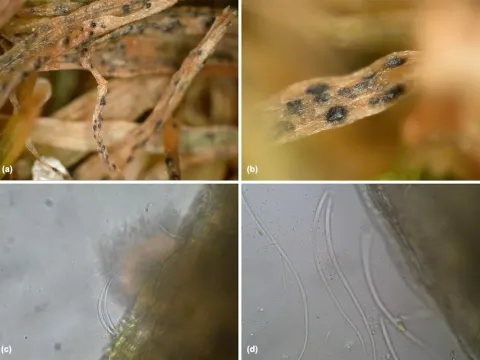 Microdochium leaf blight of sorghum