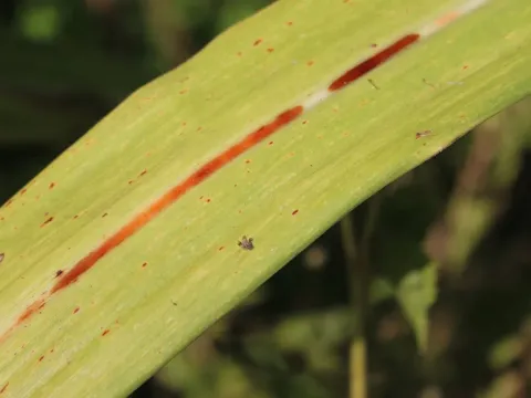 Red rot of sugarcane