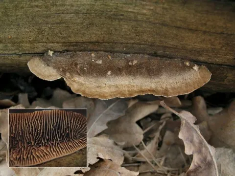 Gloeophyllum