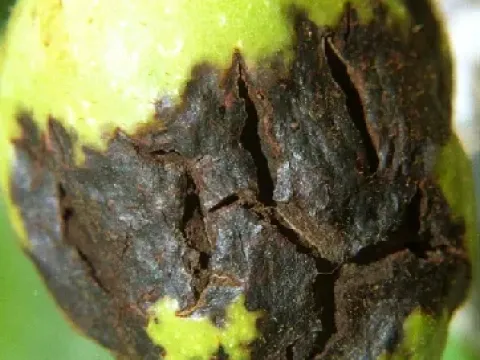 Walnut anthracnose