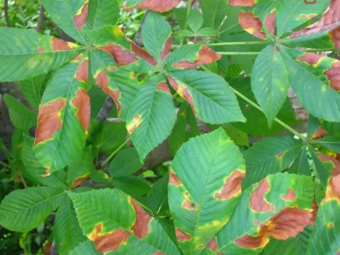 Phyllosticta leaf spot of horse chestnut