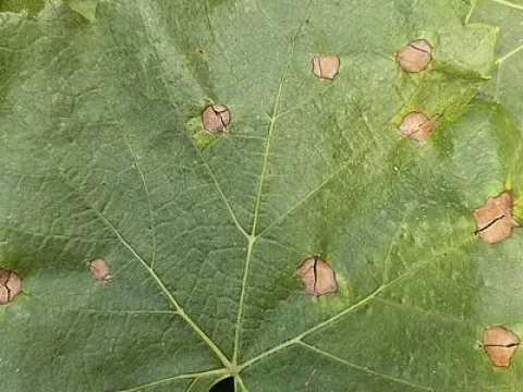 Phomopsis cane and leaf spot