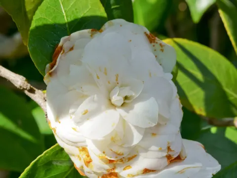 Guignardia leaf spot of camellia