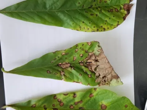 Phyllosticta leaf spot of yam