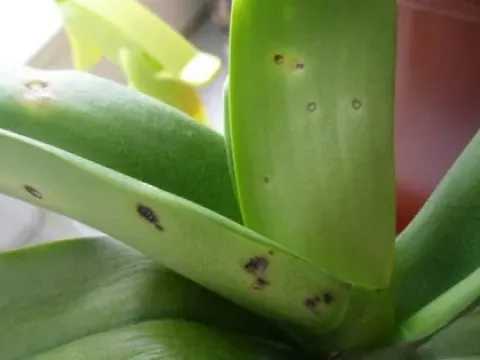 Phyllosticta leaf spot
