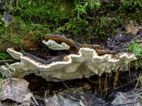 Annosus root rot