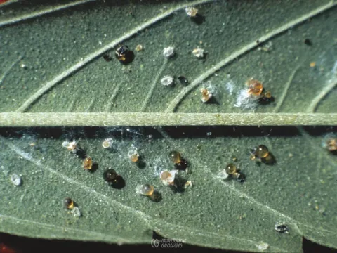 Myrothecium verrucaria