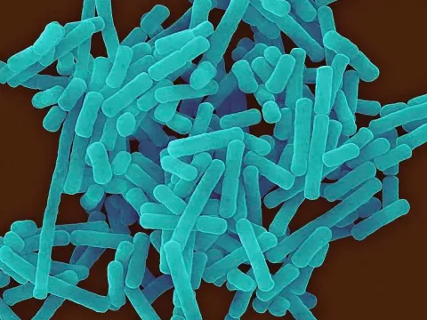Lactobacillus buchneri
