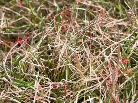 Red Thread