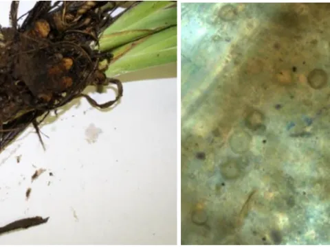 Lagenidium root rot