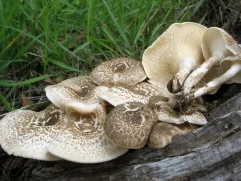 Scaly Lentinus