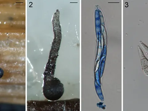 Stem rot of rice