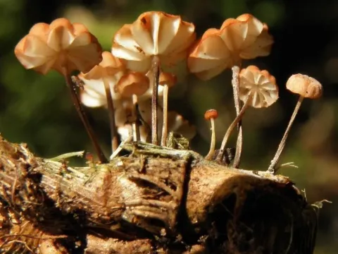 Marasmius graminum
