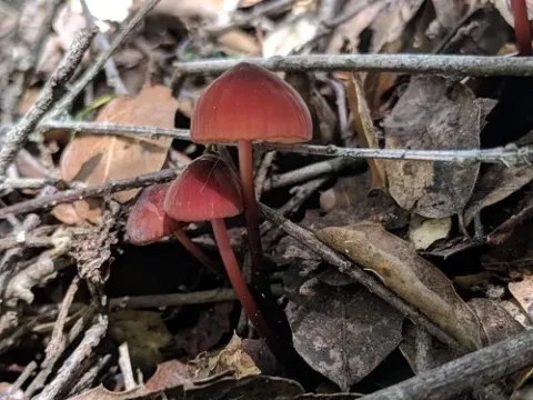 Marasmius plicatulus
