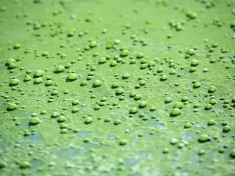 Афанокапса деликатіссіма