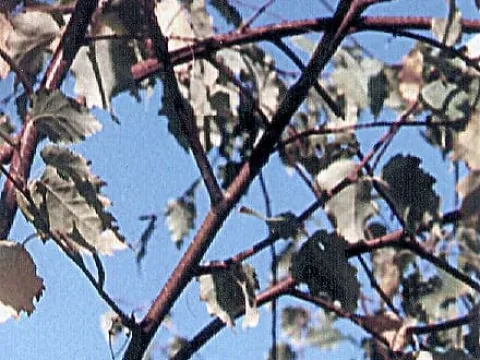 Melanconium