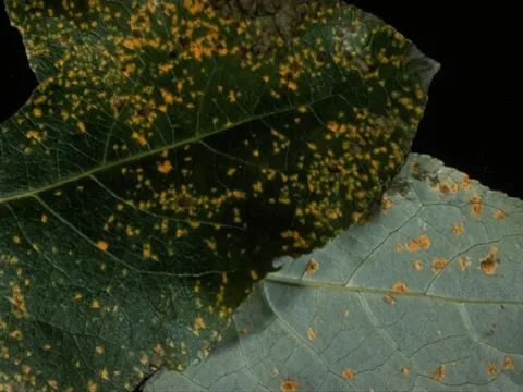 Poplar and squill rust