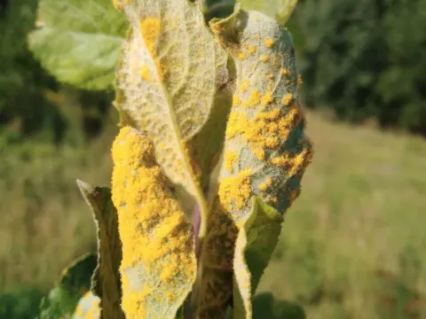 Willow rust