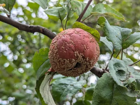 Monilinia fructigena