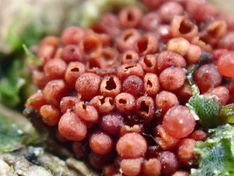 Beech canker