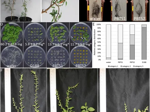 Plant Nocardiosis
