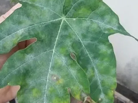 Indian powdery mildew