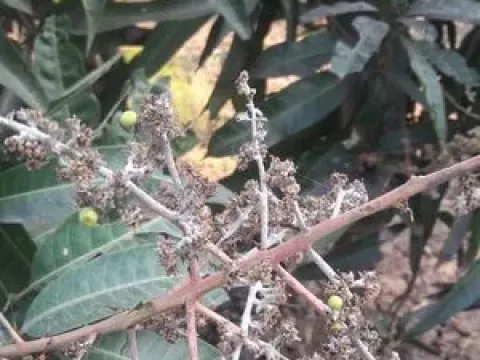 Mango powdery mildew